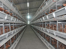 broiler cage